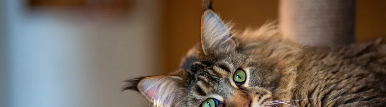 Bella Dolce Maine Coons