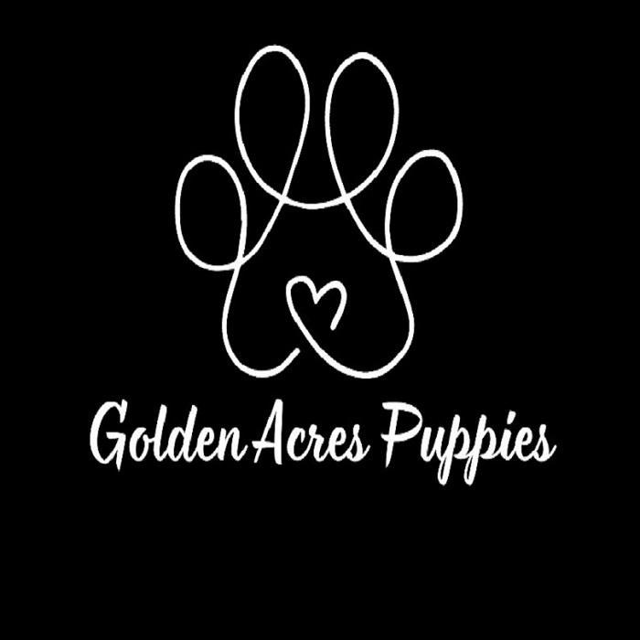 Golden Acres  Puppies