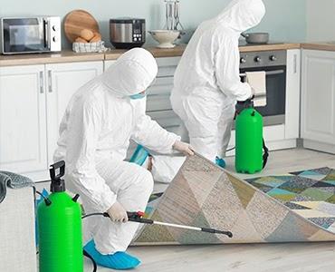 Stop Cockroaches in Whitby Before They Spread