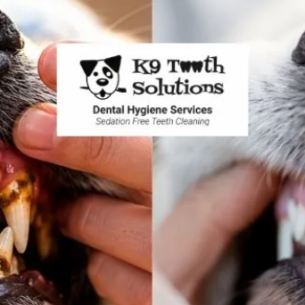 K9tooth Solutions